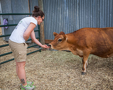 Cow Clicker