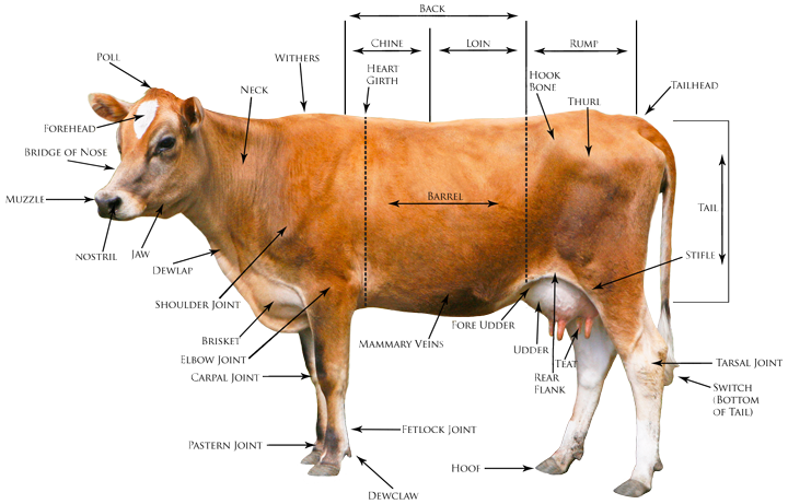 Jersey Conformation: diagram of body parts