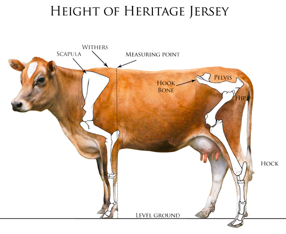 jersey cow