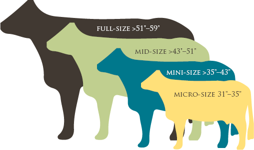 Size Classifications